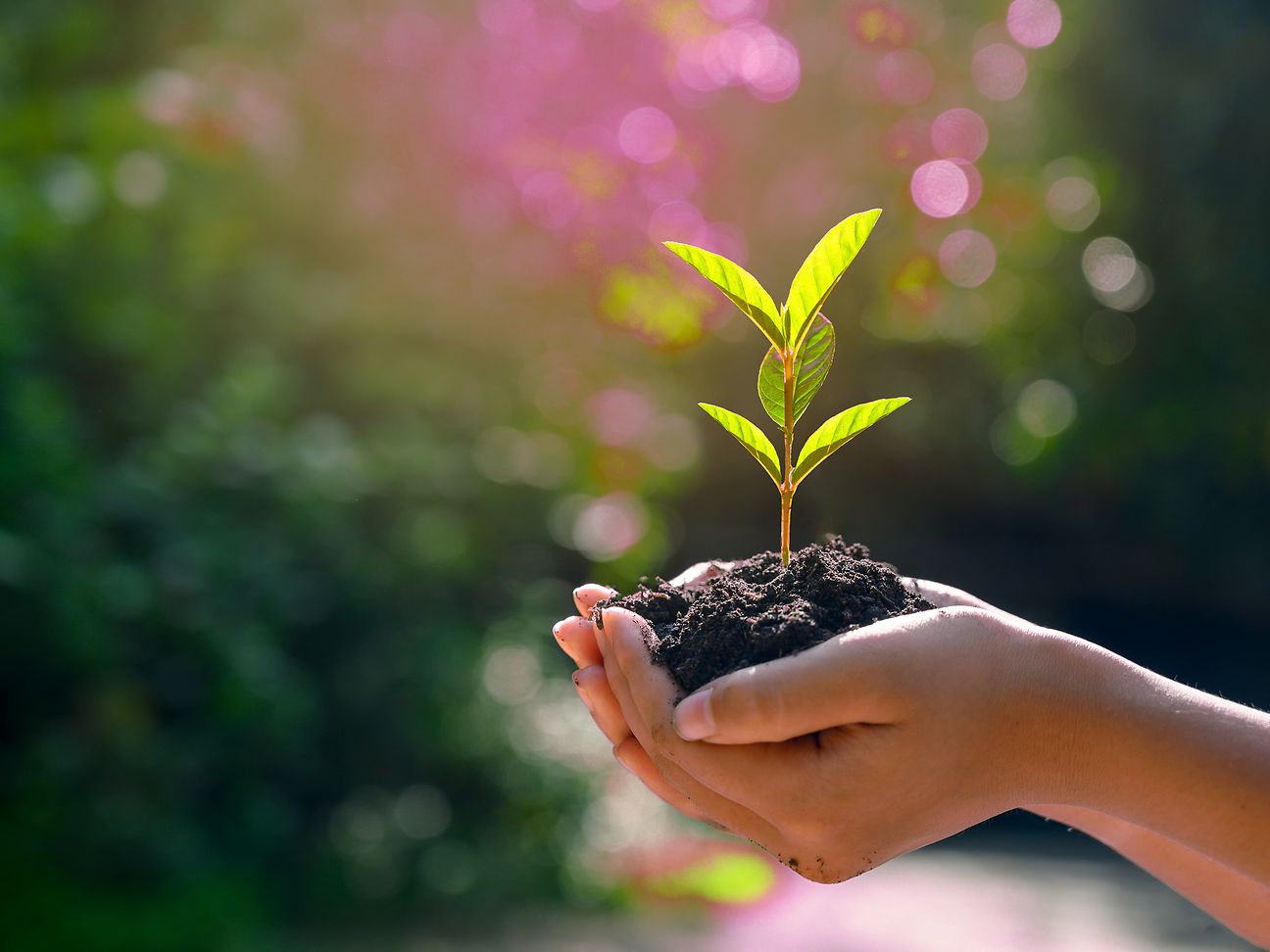 Hands hold a sprout with soil.