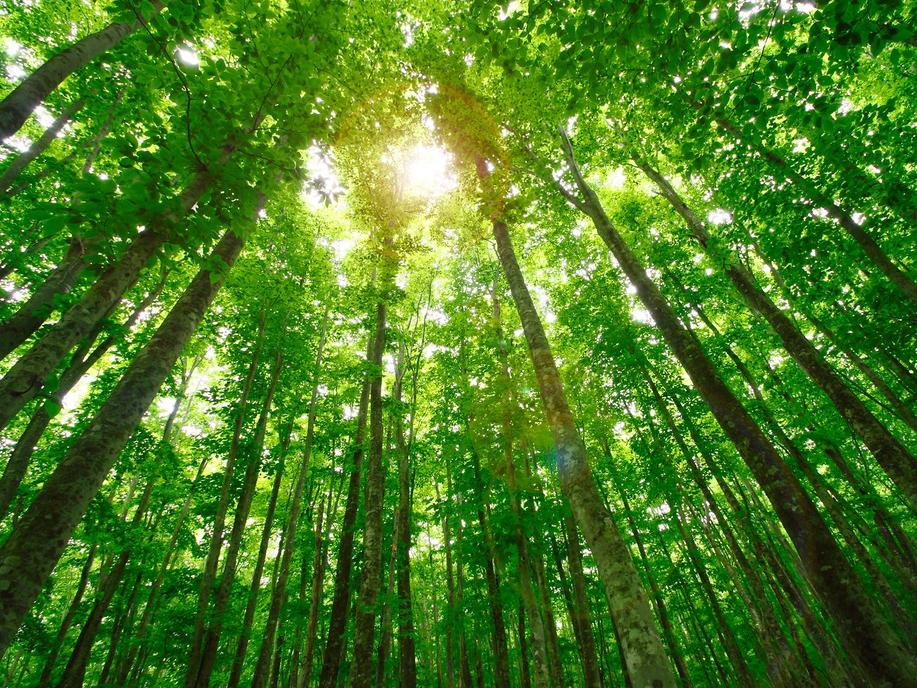 Trees
