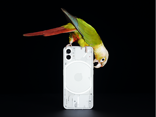 Papagei auf Smartphone