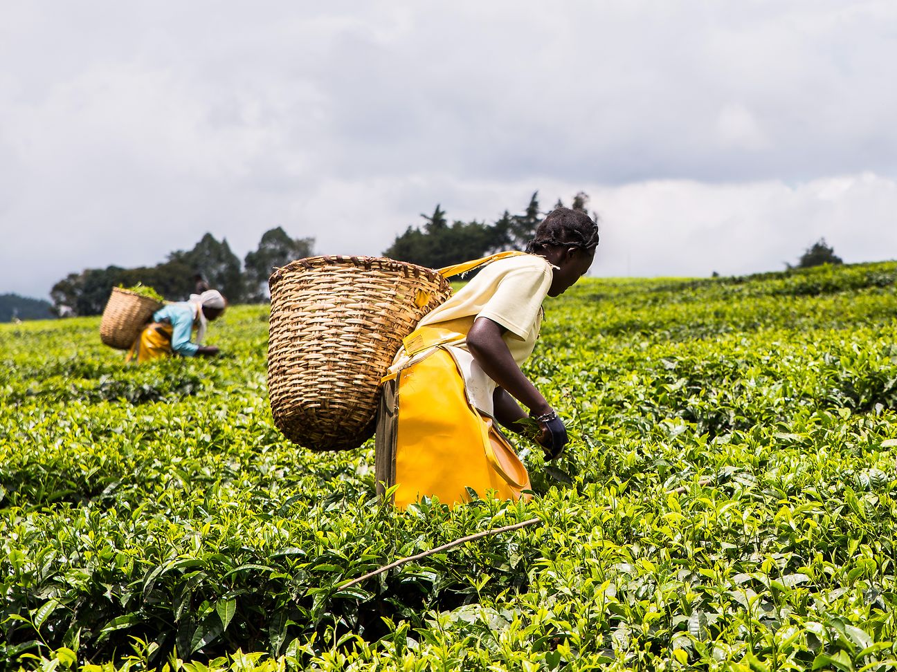 Woman picking tea.