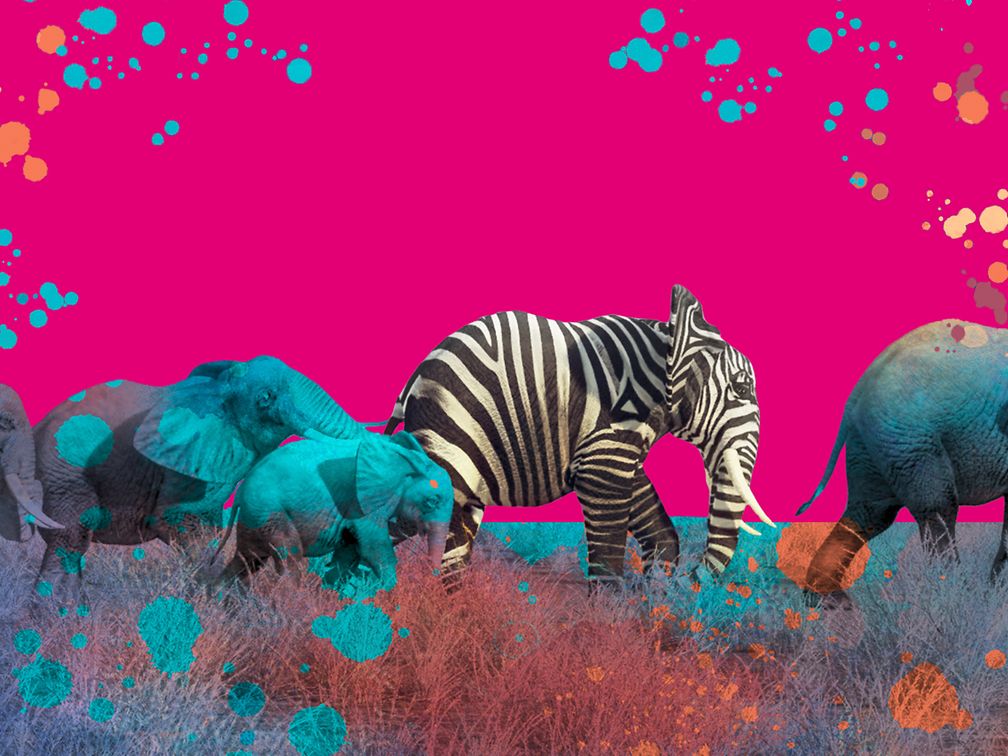 Ein Herde Elefanten auf dem Bild, einer von ihnen hat eine Zebrahaut und setzt sich damit vom Rest ab.