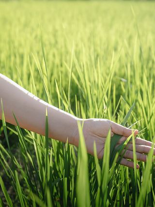 Ein ausgestreckter Arm hält in einer grünen Wiese Gräser in der Hand