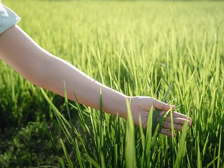  An outstretched arm holds grass in a green meadow