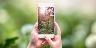 Image of a forest shown on smartphone screen.