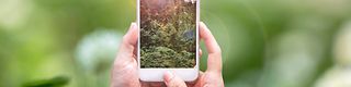 Image of a forest shown on smartphone screen.