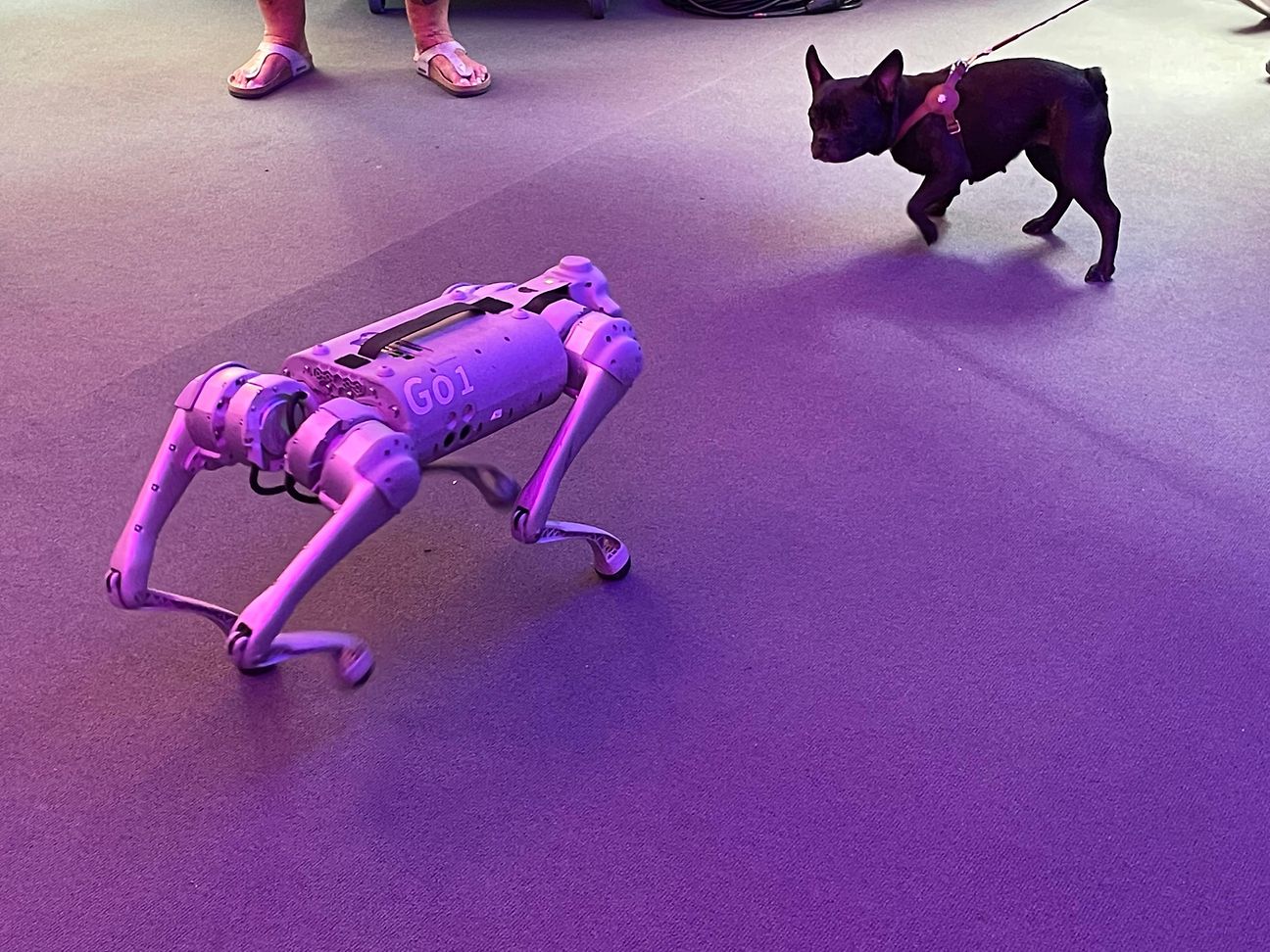 A robot dog and a real dog