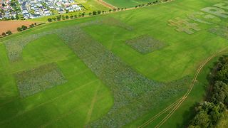 The T and the #greenmagenta lettering on a field.