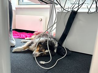 Ein Hund unter einem Schreibtisch.