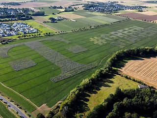 Wildflower meadow in the shape of a “T”.