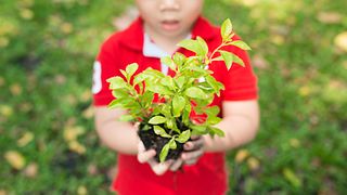 Kind hält junge Pflanze in seinen Händen