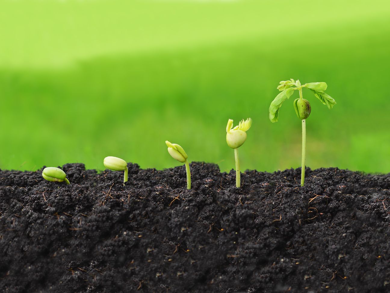 Plant Growth Regulators Market by Type (Auxins, Cytokinins, Gibberellins, Ethyle