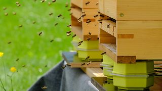 Smart beehives 