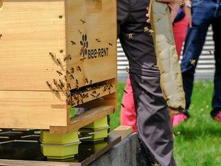 Smart beehives on the campus at our headquarters in Bonn.