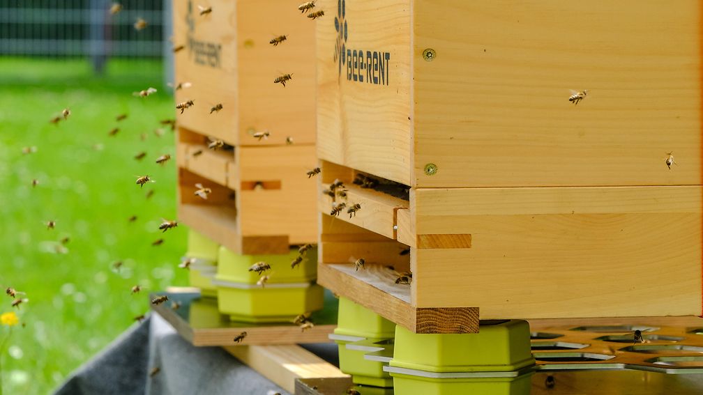 Digital beehive