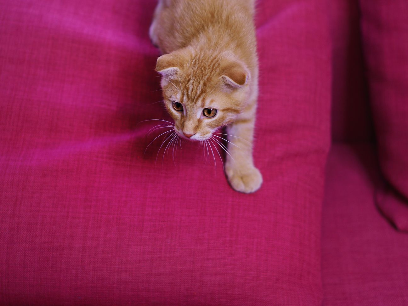 Cat on pillow.