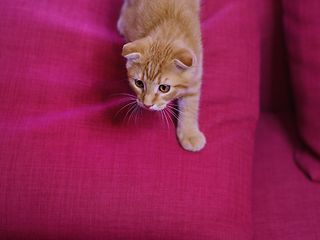 Cat on pillow.