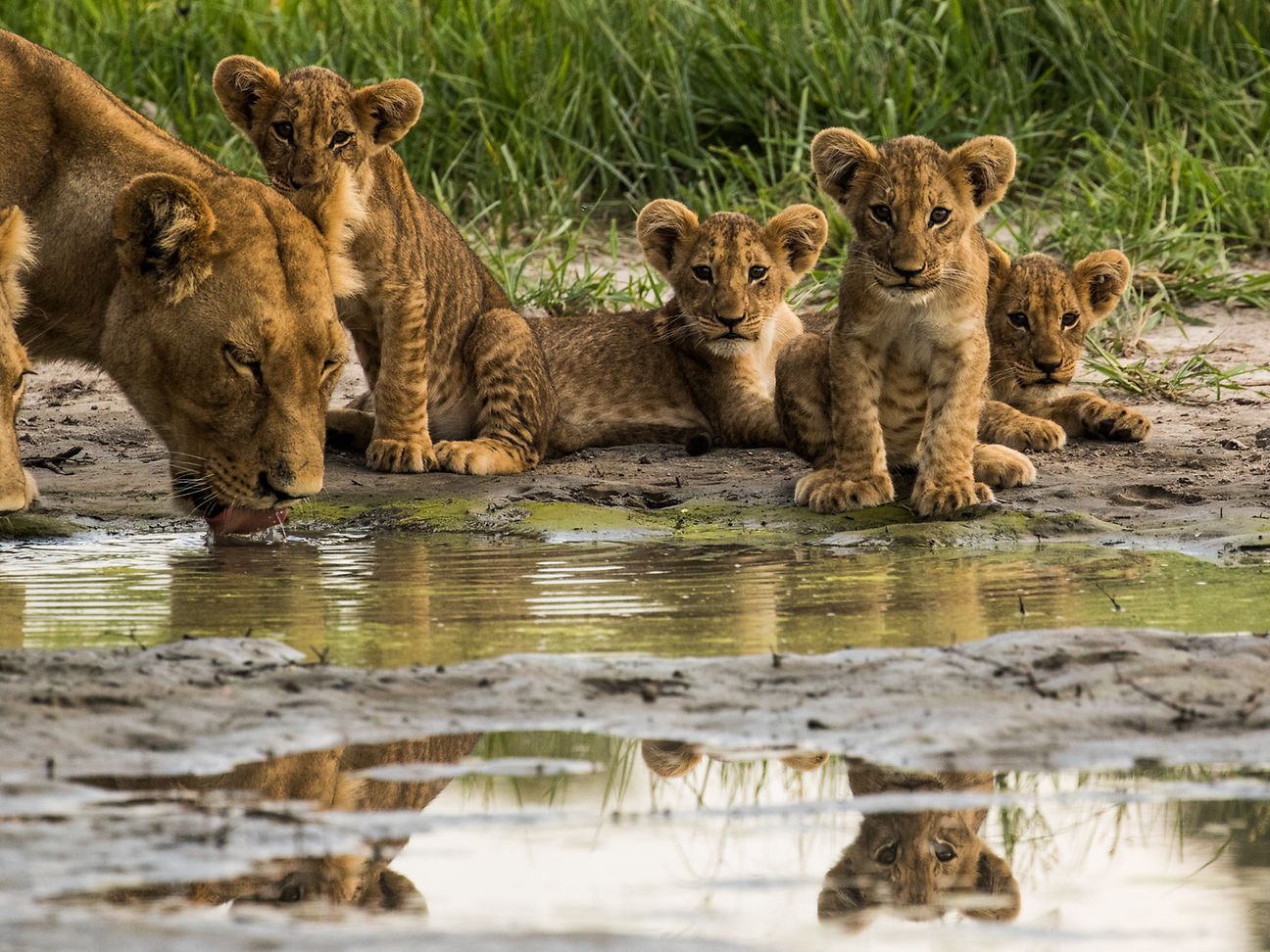 Big Cat Month