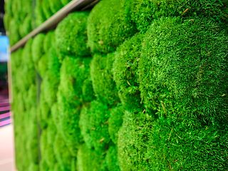 Biotech-Luftfilter CityTree.