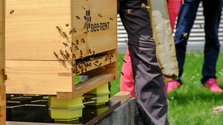 Smart beehives on the campus at Deutsche Telekom's Bonn headquarters.