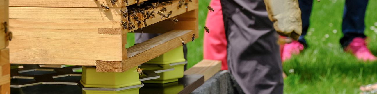 Smart beehives on the campus at Deutsche Telekom's Bonn headquarters.