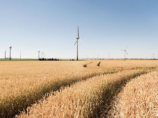 Blick über ein weites, sommerliches Kornfeld, im Hintergrund stehen Windräder. 