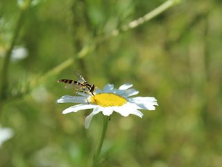 Insekt sitzt auf Blüte