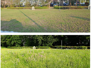 Meadow before without plants and afterwards full of flowers and grasses