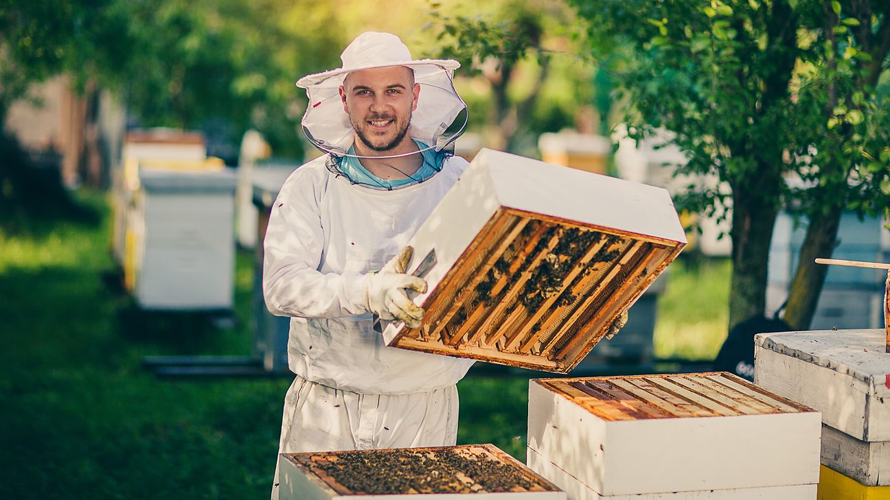 The smart beehive is providing a new solution to this problem.