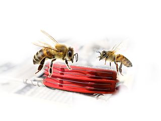 Bienen und Sensoren