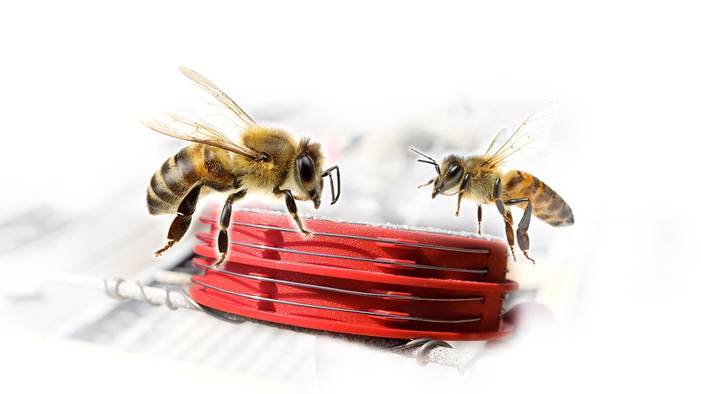 Bees and Sensors.