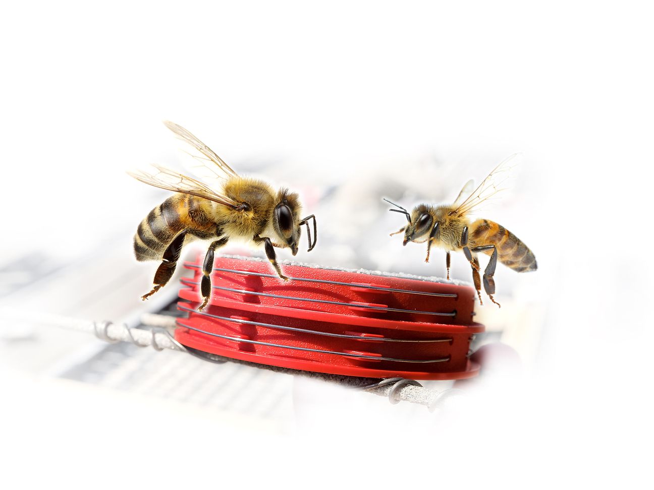 Bees and Sensors.