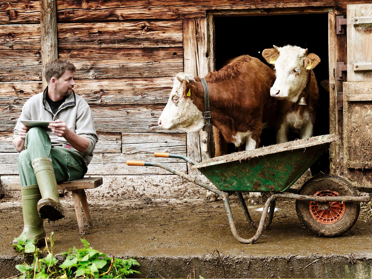 Cow
