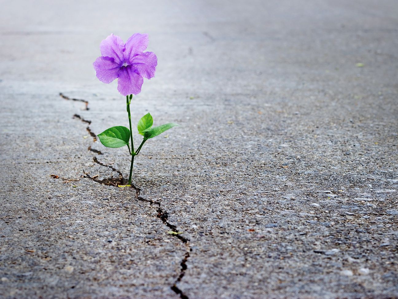 Resilienz