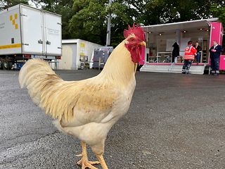 Ein Hahn steht vor dem Servicemobil