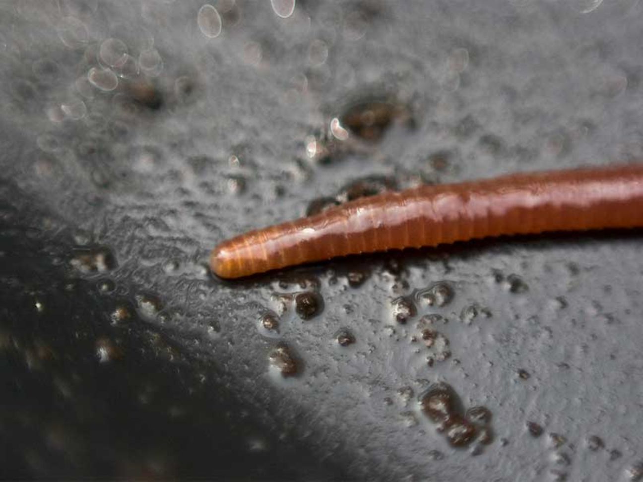 Ein Regenwurm.