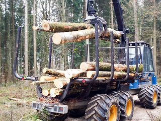 Künftige Holzmasten werden im Wald abtransportiert. 