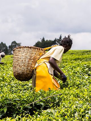 Woman picking tea.